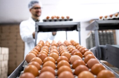 A worker peforming the quality test on the chicken eggs which are ready for dispatch.