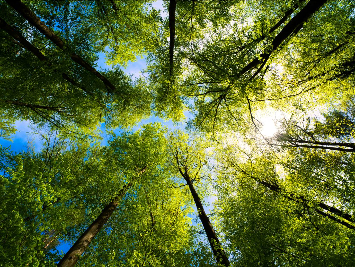 View of lush green trees and sky from the ground level